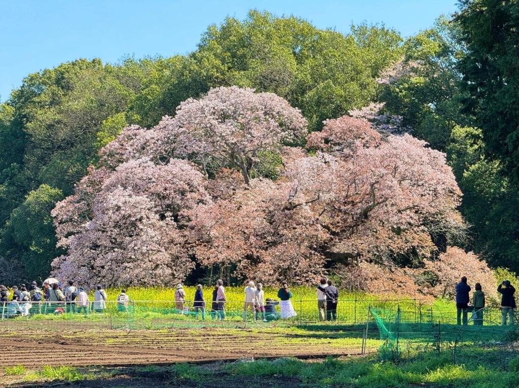 🌸 요시타카의 큰 벚나무(요시타카노오자쿠라) 이미지 1